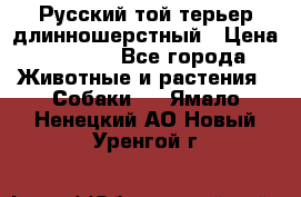 Русский той-терьер длинношерстный › Цена ­ 7 000 - Все города Животные и растения » Собаки   . Ямало-Ненецкий АО,Новый Уренгой г.
